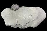 Wide, Enrolled Flexicalymene Trilobite In Shale - Ohio #67972-3